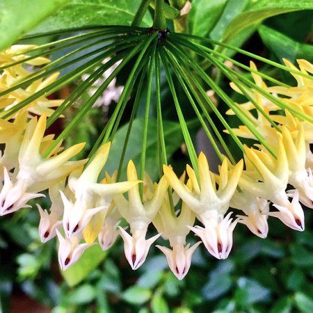 Williams Conservatory